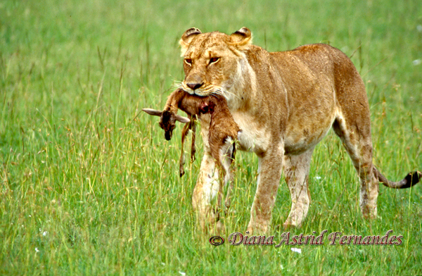 Lioness-with-kill-Masai-Mara-Kenya